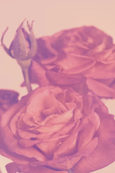 Rosa fiore di bellezza vintage. Biglietto vacanza . — Foto Stock