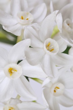 Çiçek Sanat tasarım. Sevgililer günü tebrik kartı