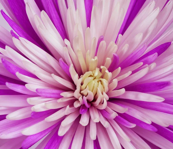 Close-up van chrysant — Stockfoto