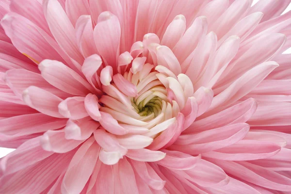 Close-up van chrysant — Stockfoto