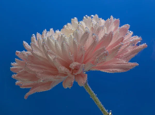 Crisantemo en agua con gotas de aire en azul — Stockfoto