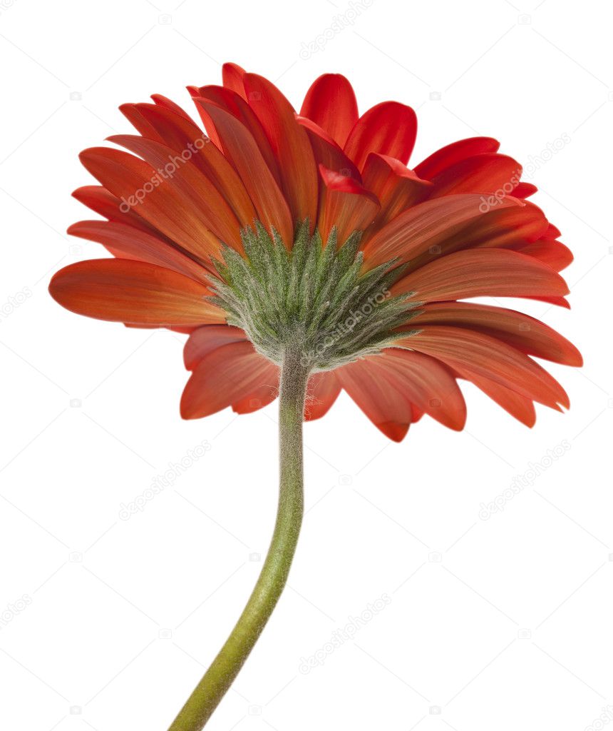 Red gerbera isolated on white background