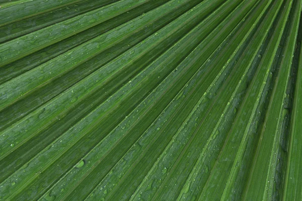 Textura de hoja verde —  Fotos de Stock