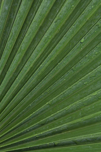 Green leaf texture — Stock Photo, Image