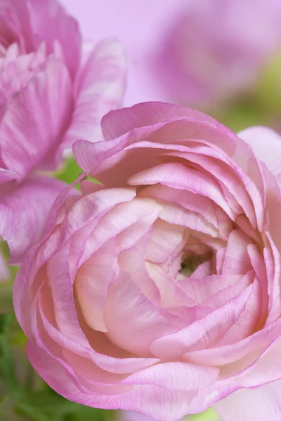 Blommor art. bröllop julkort — Stockfoto