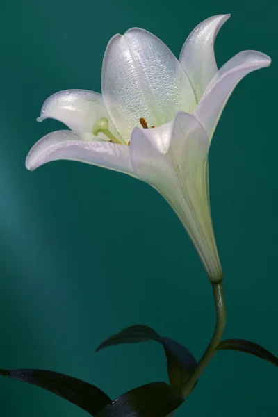 Schönheit Blume Nahaufnahme. Hochzeitskarte. — Stockfoto