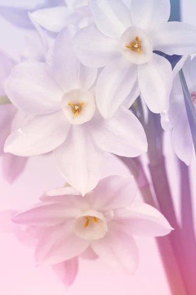 Flores diseño de arte. Tarjeta de día de San Valentín — Foto de Stock