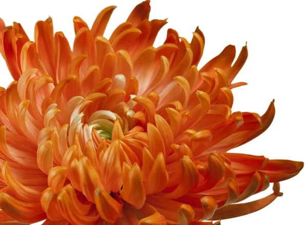 Chrysanthème orange gros plan — Photo