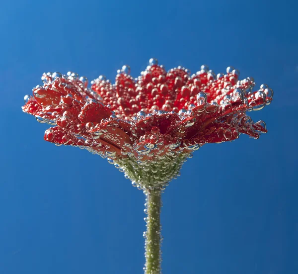 Chrysanthème sous l'eau avec des gouttes d'air — Photo