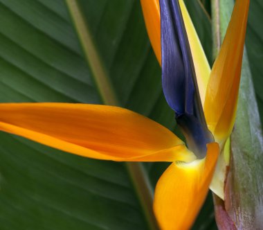 Cennet kuşu çiçek arka planı