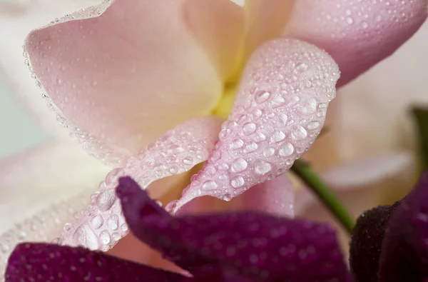 Ροδαλό λουλούδι που απομονώνονται σε λευκό φόντο closeup — Φωτογραφία Αρχείου