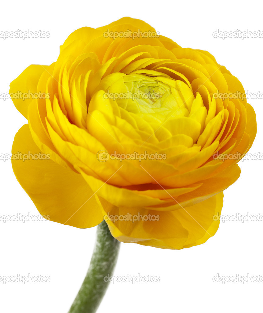 Buttercup Flower isolated on white background