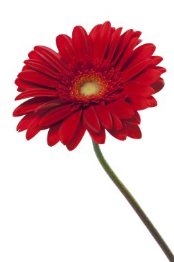güzel kırmızı gerbera çiçek izole