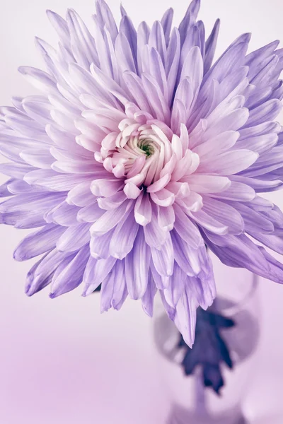 Nahaufnahme von Chrysanthemen — Stockfoto