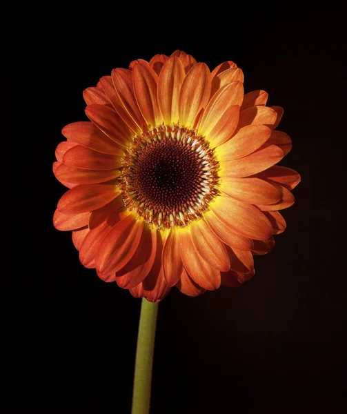 Gerbera piękny pomarańczowy kwiat — Zdjęcie stockowe