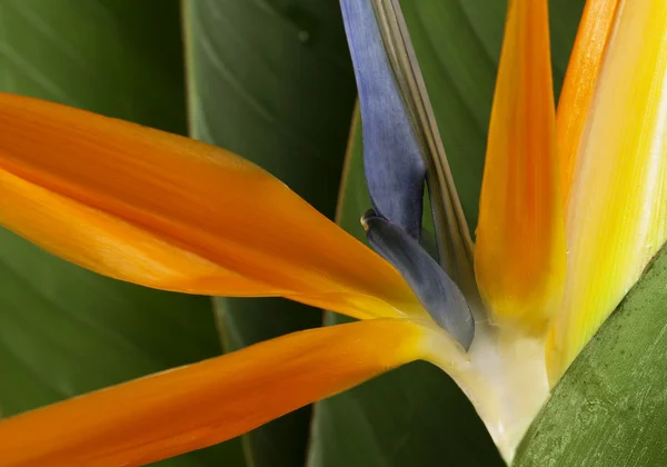 Pták ráje květinové pozadí — Stock fotografie