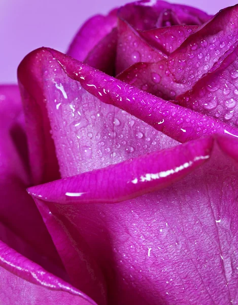 Purple rose closeup. Flowers art design. — Stock Photo, Image