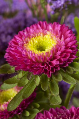 Bahar aster. çiçek arka plan