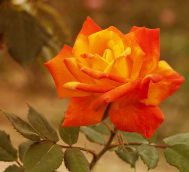 Güzellik arka plan gül