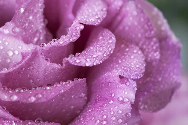 Bella rosa dopo la pioggia primo piano — Foto Stock