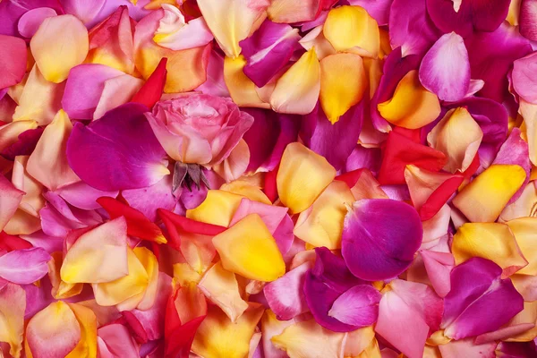 Petali di rosa. Astratto sfondo floreale . — Foto Stock