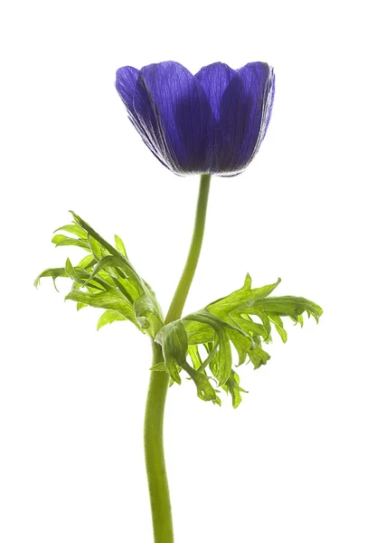 Belle fleur violette isolée sur blanc — Photo