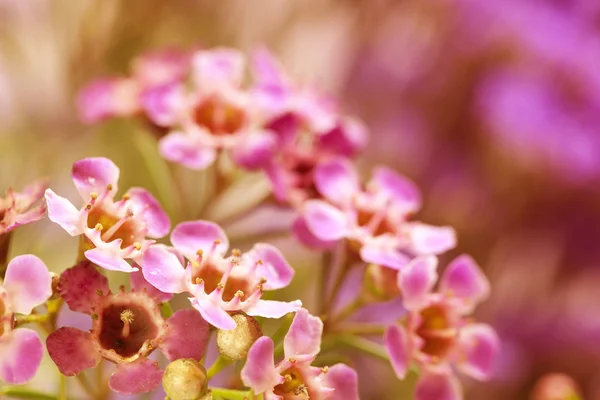 Fundo floral abstrato. Fechar macro — Fotografia de Stock