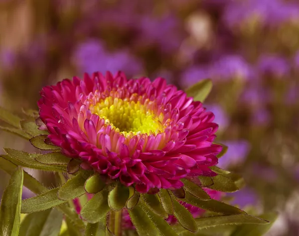 春アスター。花の背景のクローズ アップ — ストック写真