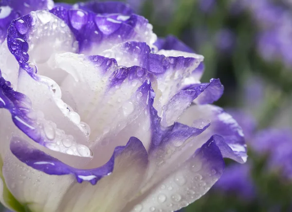 Vilda vackra blomma efter regn närbild — Stockfoto