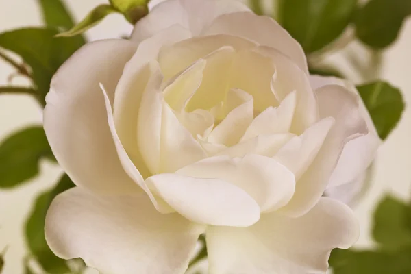 Flores arte close-up. Casamento cartão de férias — Fotografia de Stock