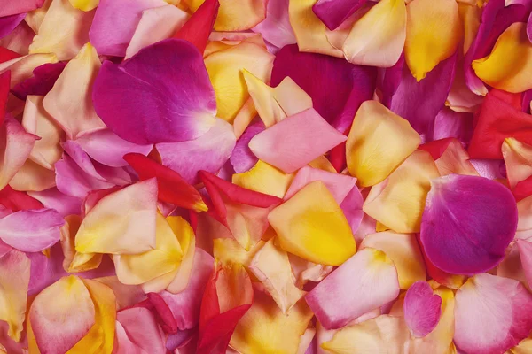 Petali di rosa. Astratto sfondo floreale . — Foto Stock