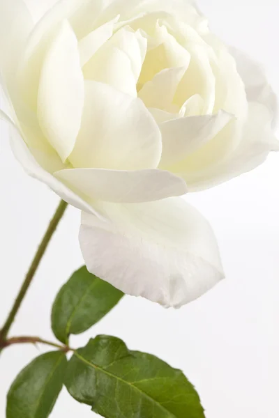 Çiçek background. Düğün tebrik kartı — Stok fotoğraf