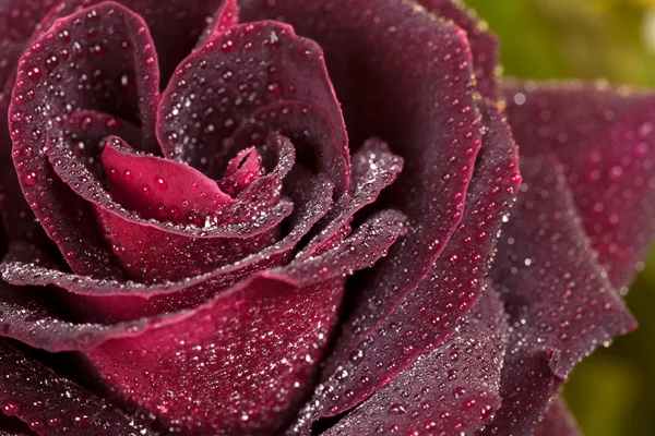 Röd ros närbild. blommor art design. — Stockfoto