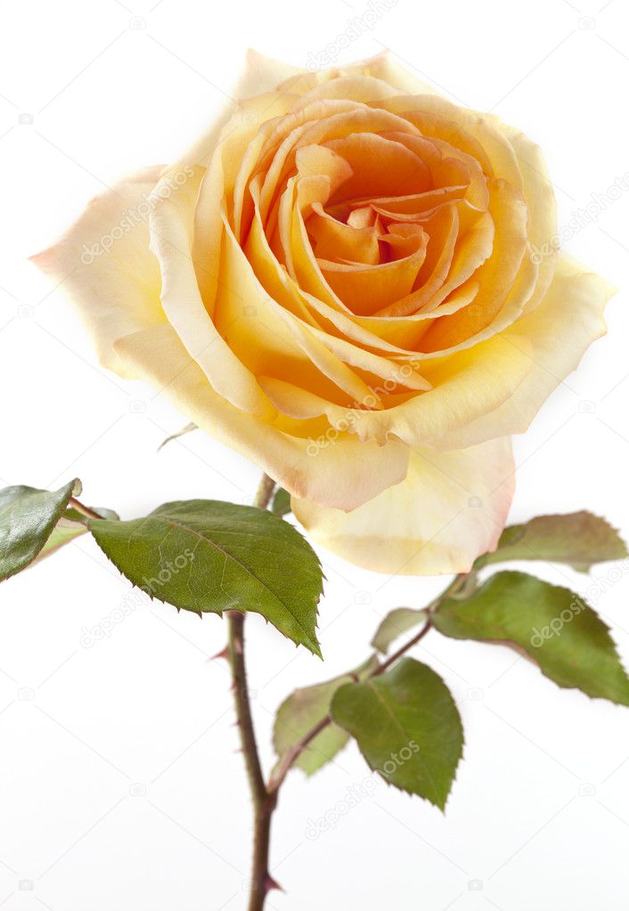 Flowers art closeup. Yellow rose