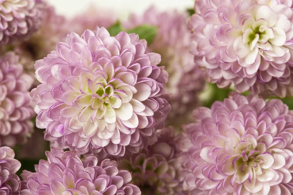 Blommig bakgrund — Stockfoto