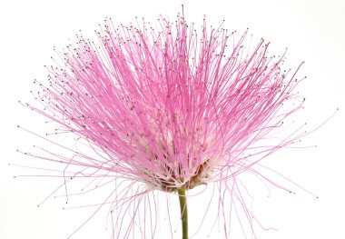 Beyaz arka plan üzerinde izole güzellik Pembe çiçek