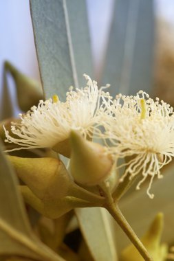 Okaliptüs dalını yedeklemek kapatın