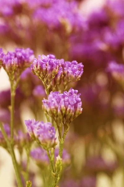 Flores da primavera, fundo floral close-up — Fotografia de Stock