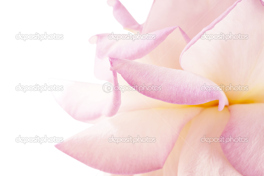 Purple flower closeup. Valentine day holiday card