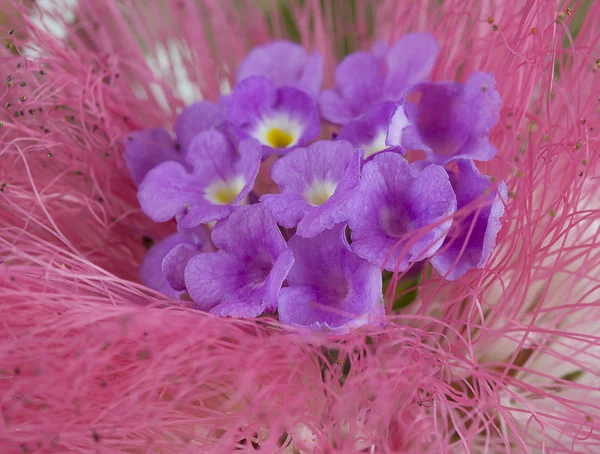 花の背景のクローズ アップ — ストック写真