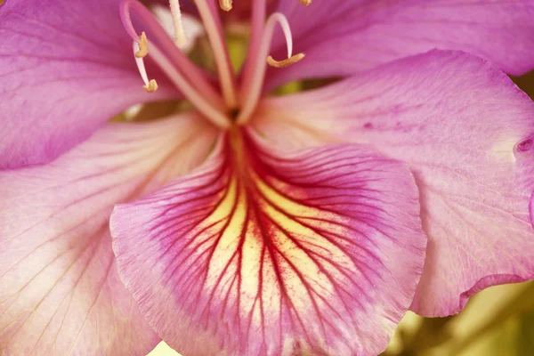 Фиолетовый цветок крупным планом. Открытка на день Святого Валентина — стоковое фото