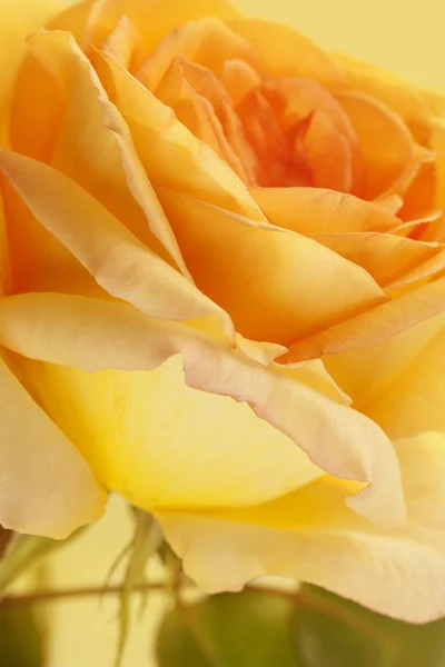 Bloemen close-up. gele roos. Floral achtergrond — Stockfoto