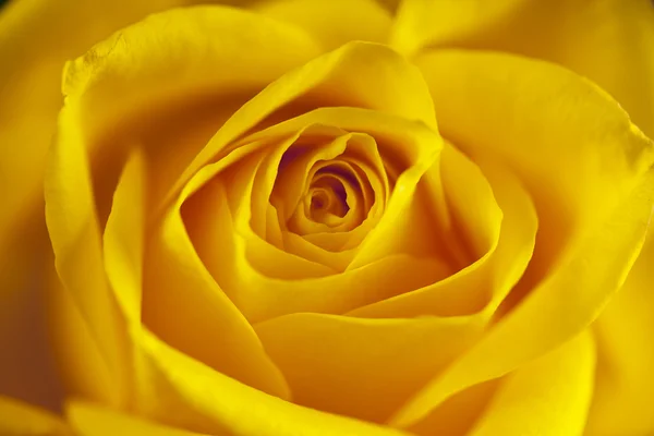 Flores fecham. Rosa amarela. Fundo floral — Fotografia de Stock