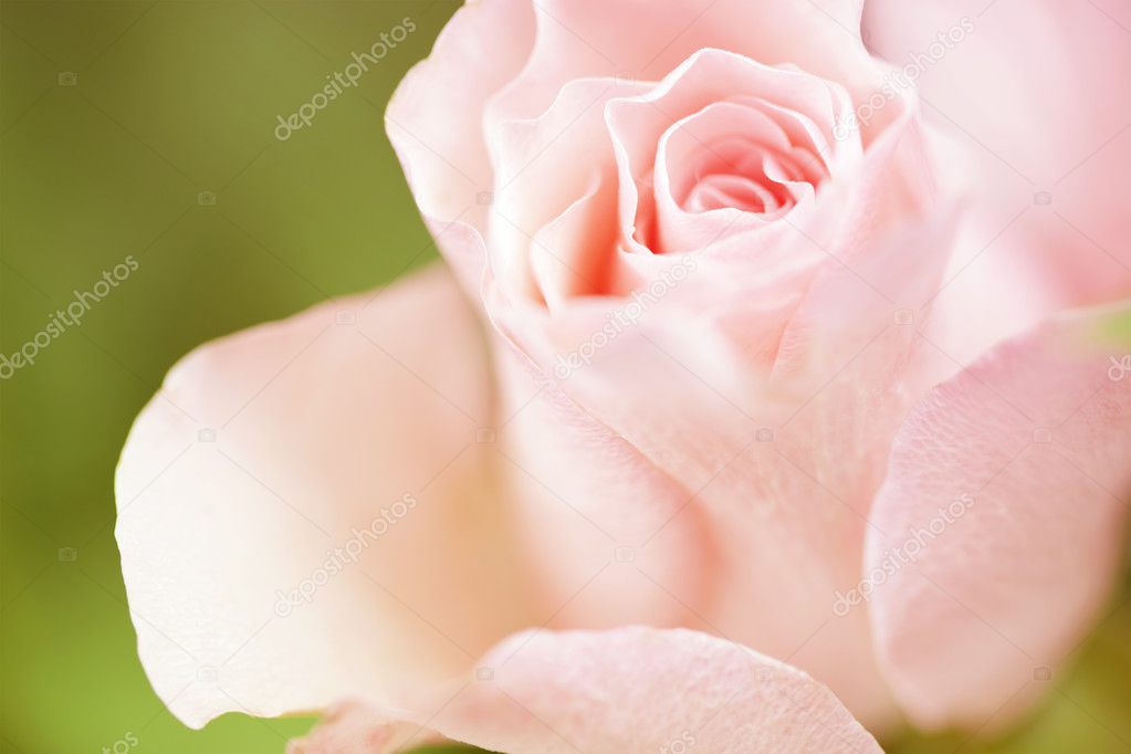 Flowers art closeup. Pink rose. Floral background