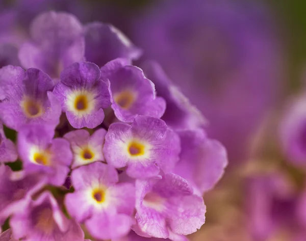 Fundo floral close-up — Fotografia de Stock