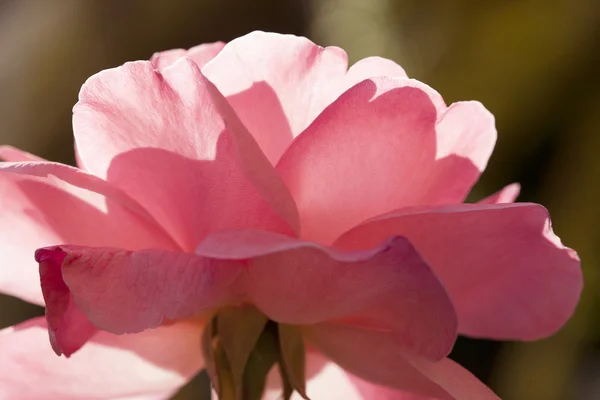 Blommor art närbild. Rosa Ros. Floral bakgrund — Stockfoto