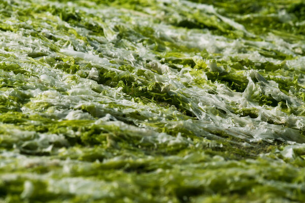 Algae. Stock photo.