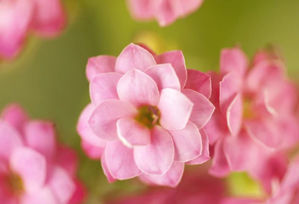 Bloeiende kalanchoe bloem. Floral achtergrond — Stockfoto