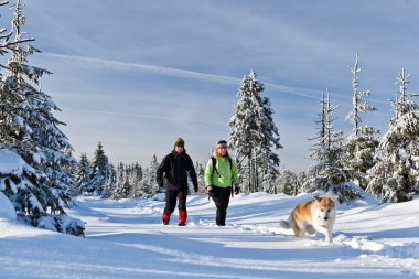 iki köpek kış Dağları ile hiking