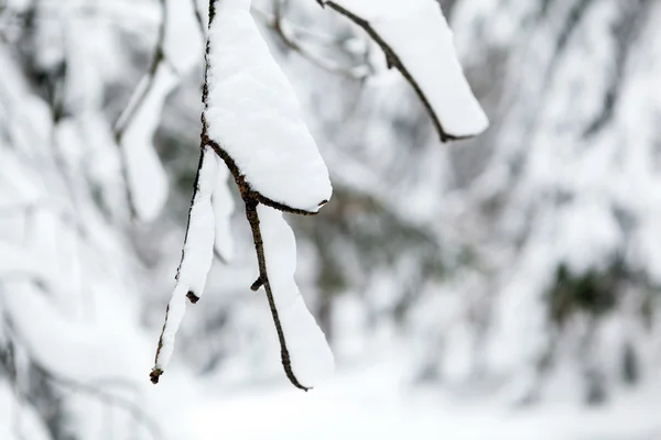 Witte winter boom met sneeuw en tak in bos — Stockfoto